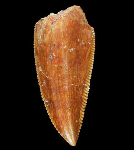 Serrated, Raptor Tooth - Morocco #72614